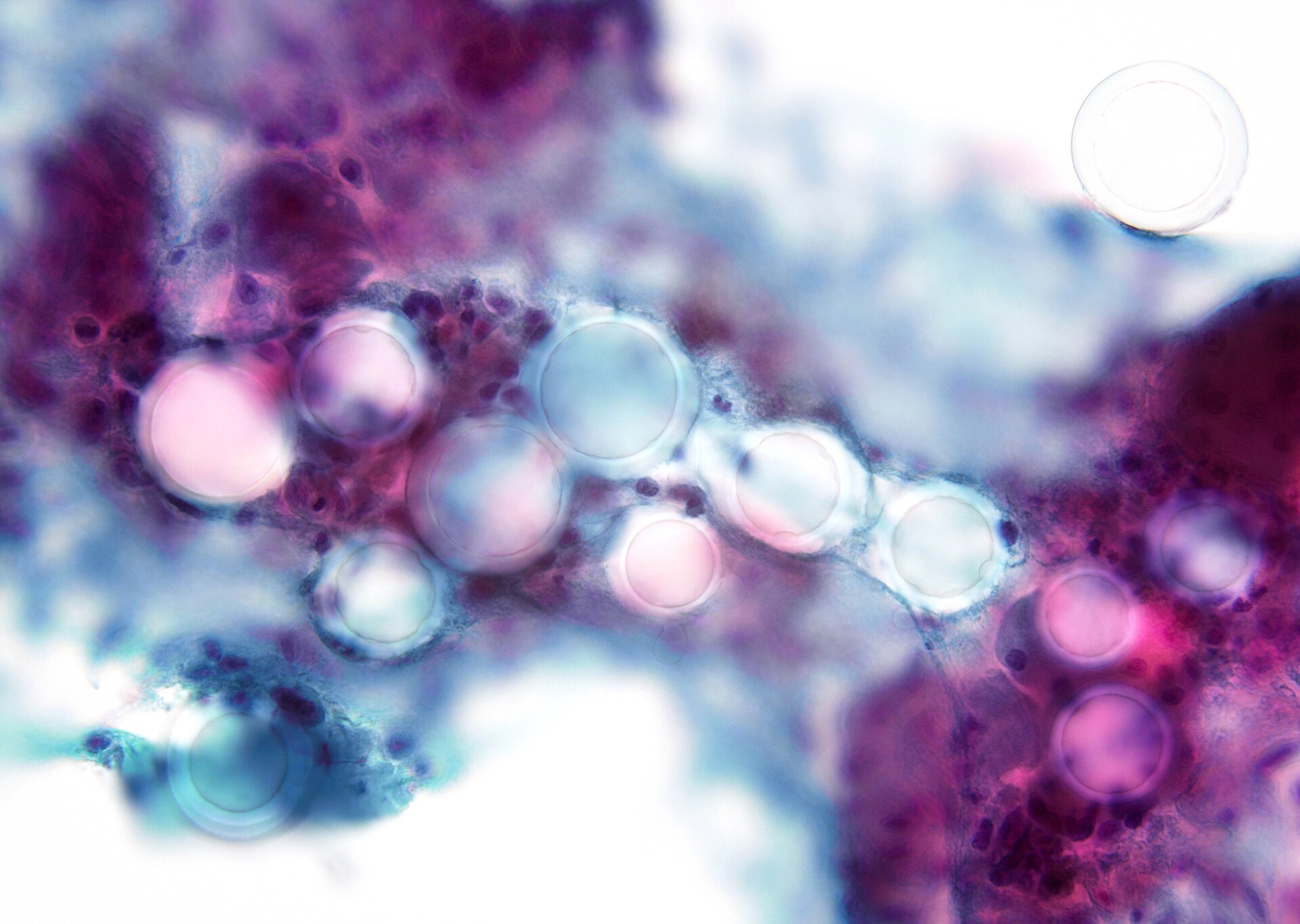 Aesthetic & Injectable Medicine Accreditation